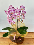 Orquídea Phalaenopsis Cascata Rosa Mesclada