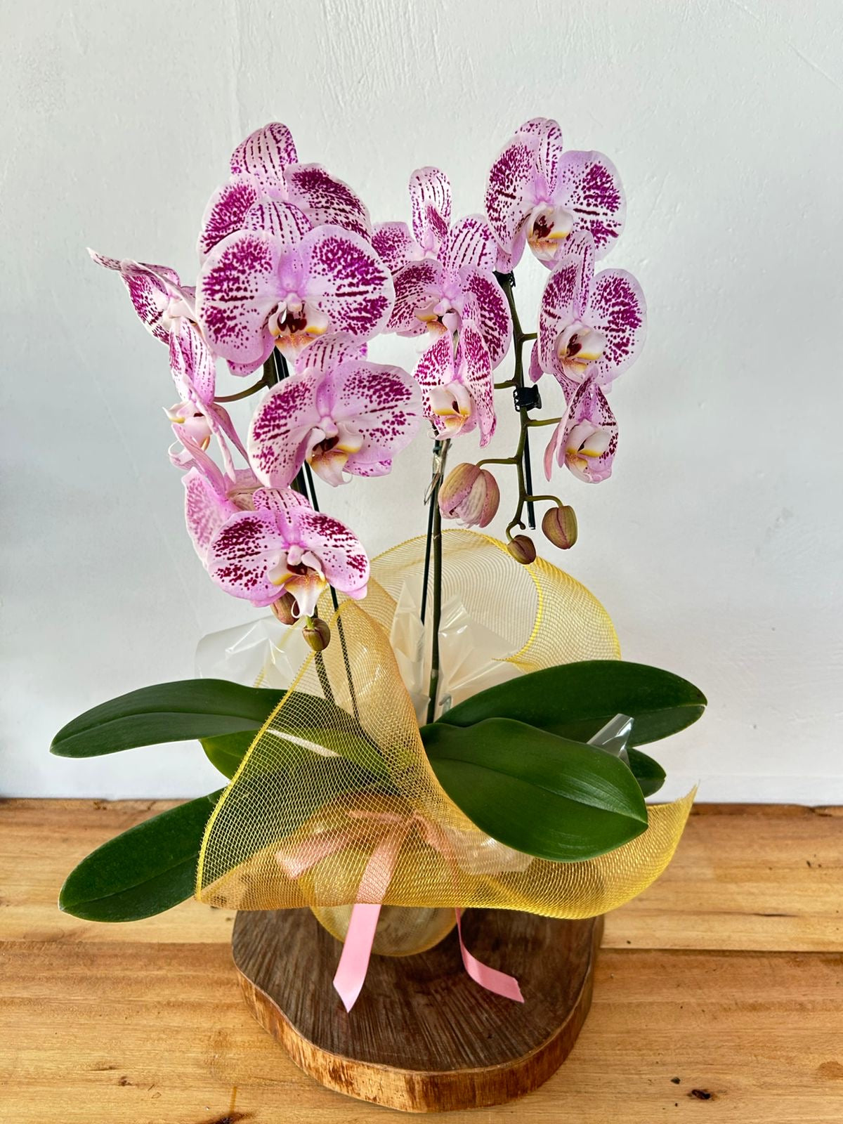 Orquídea Phalaenopsis Cascata Rosa Mesclada