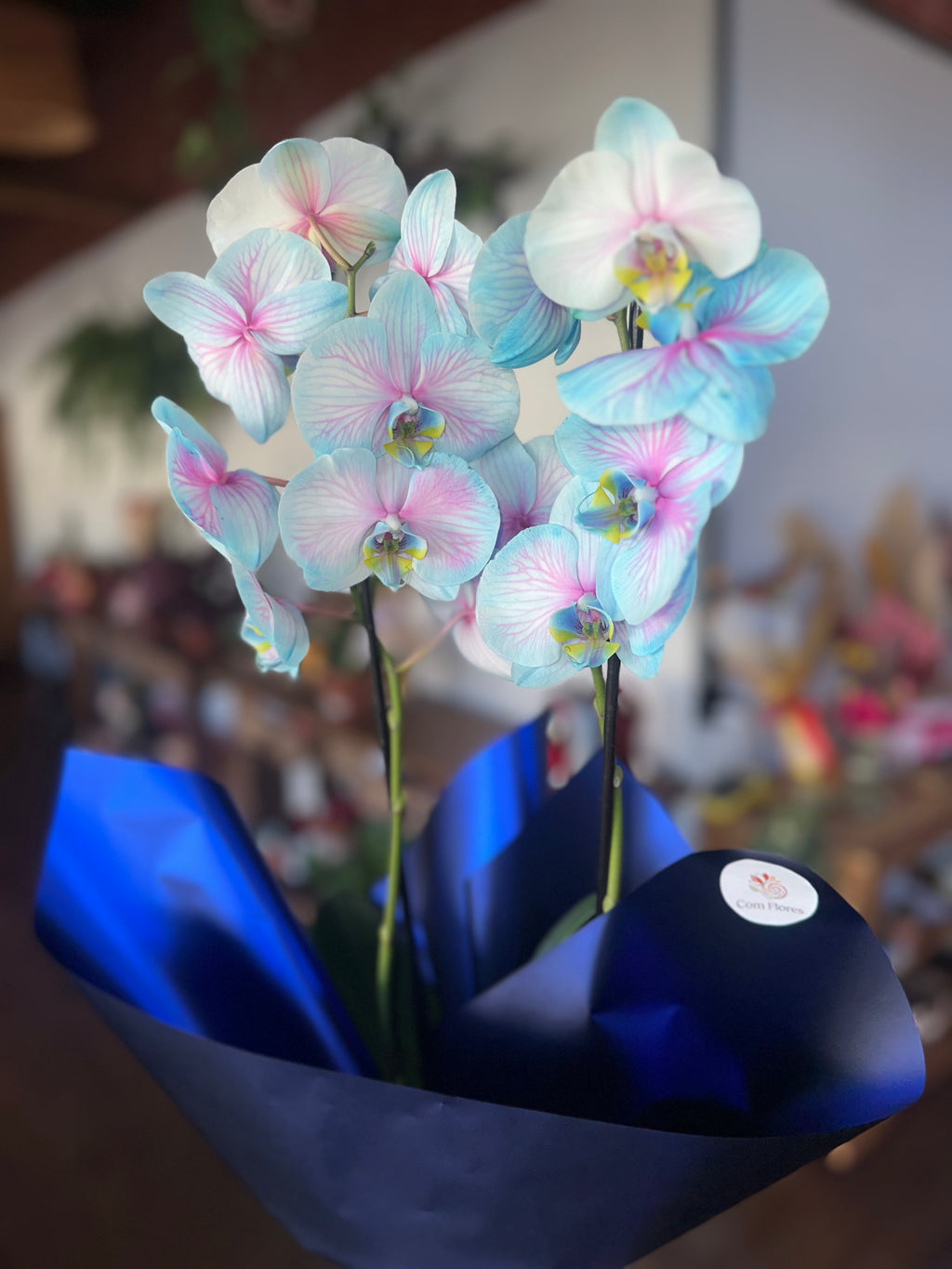 Orquídea Frozen