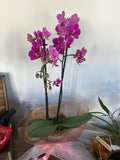 Orquidea Lilas