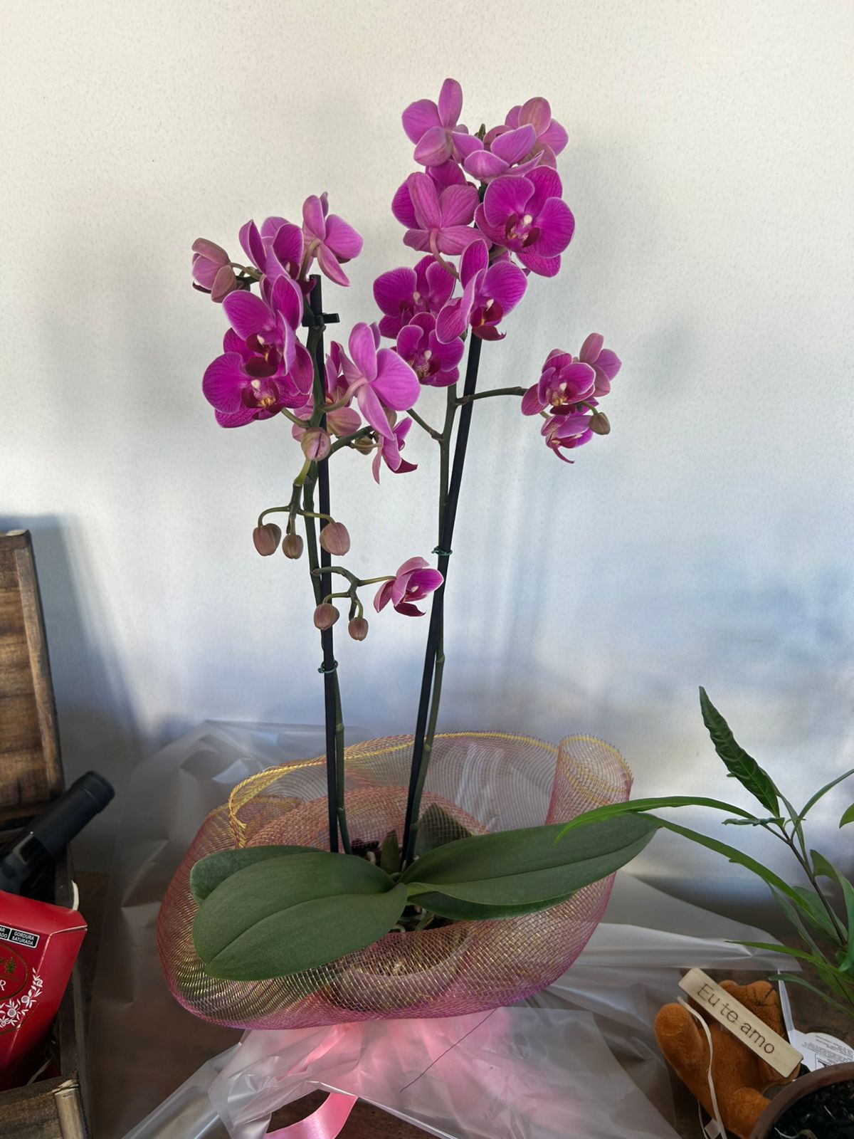 Orquidea Lilas