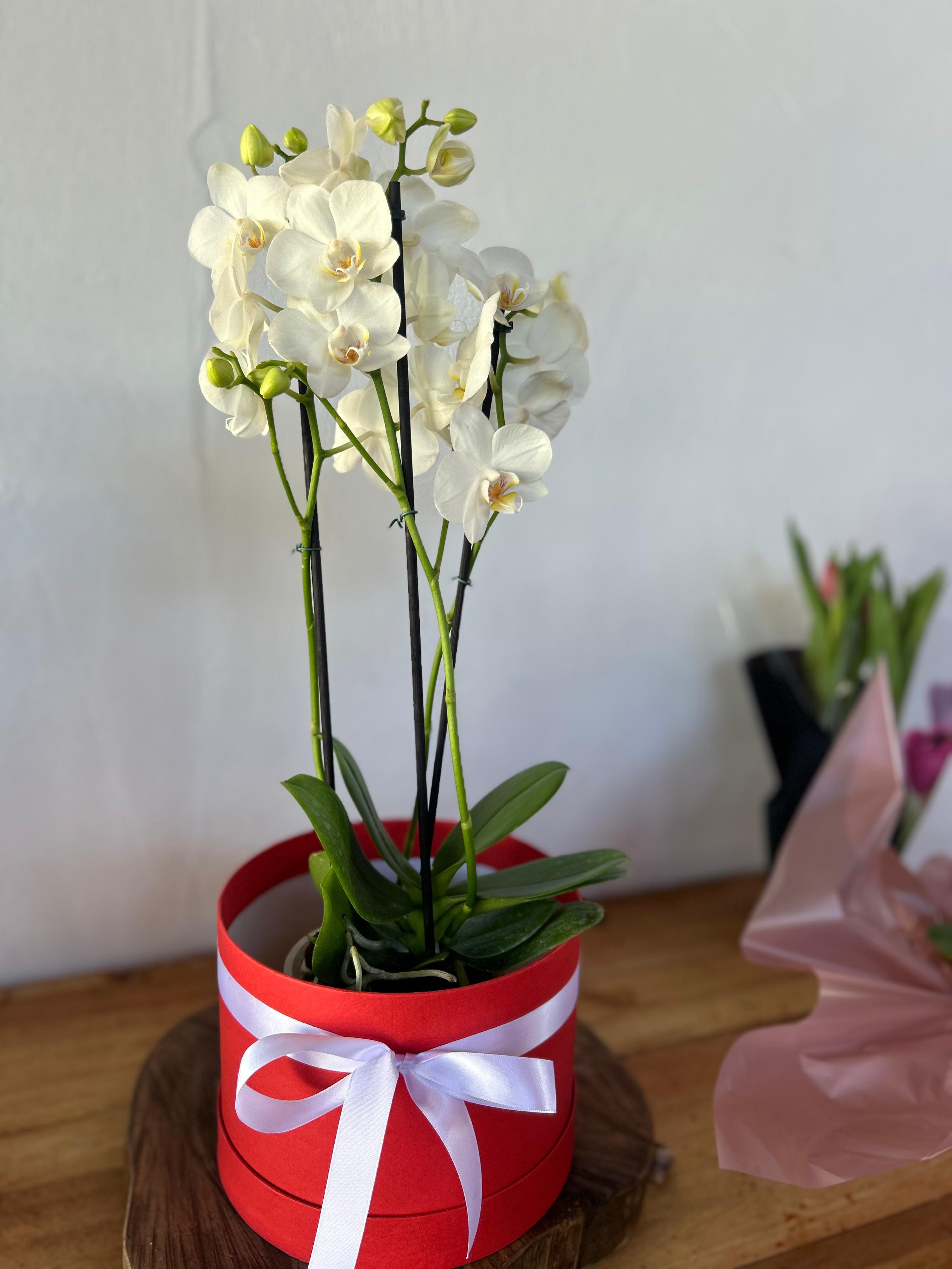 Orquídea Branca Box