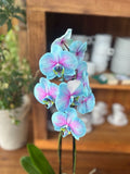 Orquídea Frozen no Vaso de Vidro