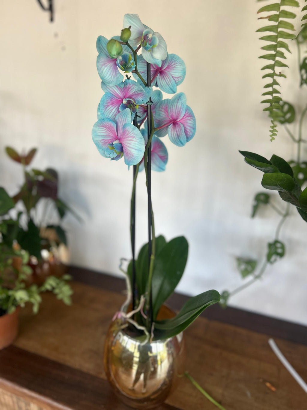 Orquídea Frozen no Vaso de Vidro